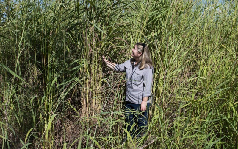 Natalie Rossiter-Rachor standing amongst tall gamba grass. Photo: Resilient Landscapes Hub.