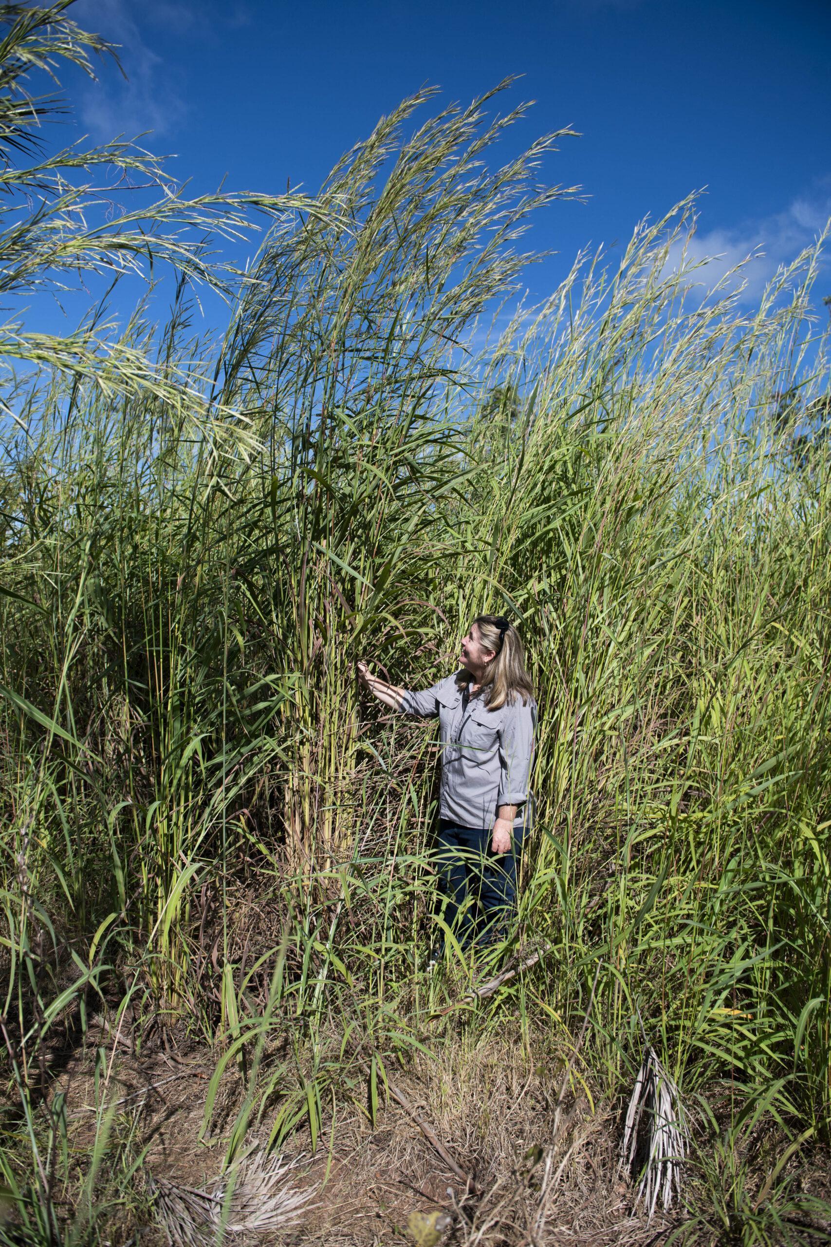 Natalie Rossiter-Rachor standing amongst tall gamba grass. Photo: Resilient Landscapes Hub.