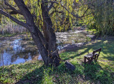 Canning River, an urban river in need of restoring