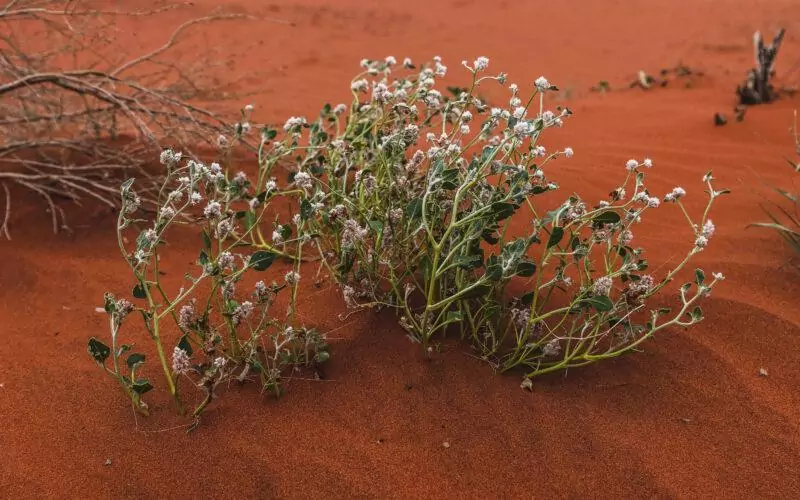 Flora in the Red Centre.