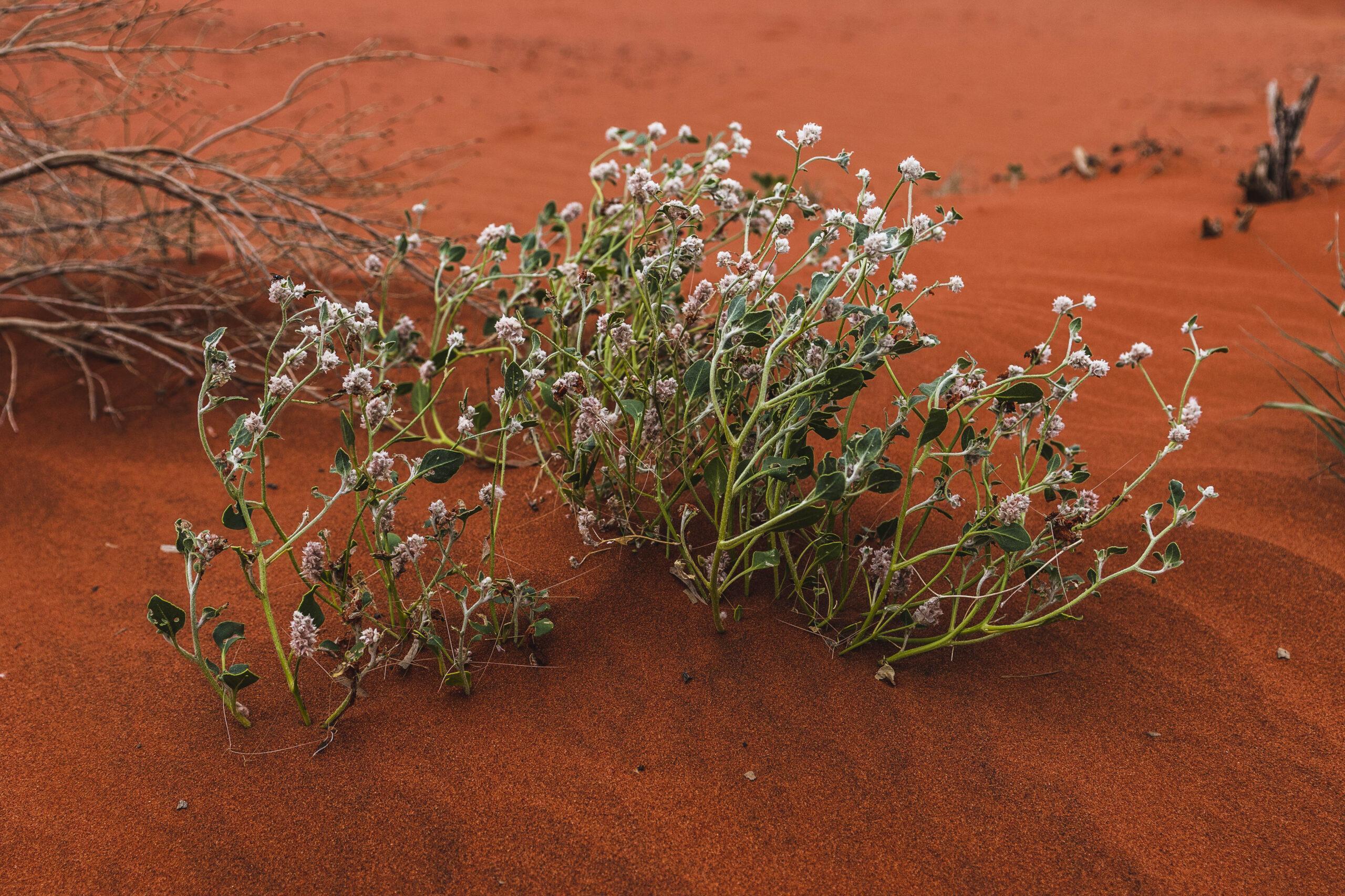 Flora in the Red Centre.