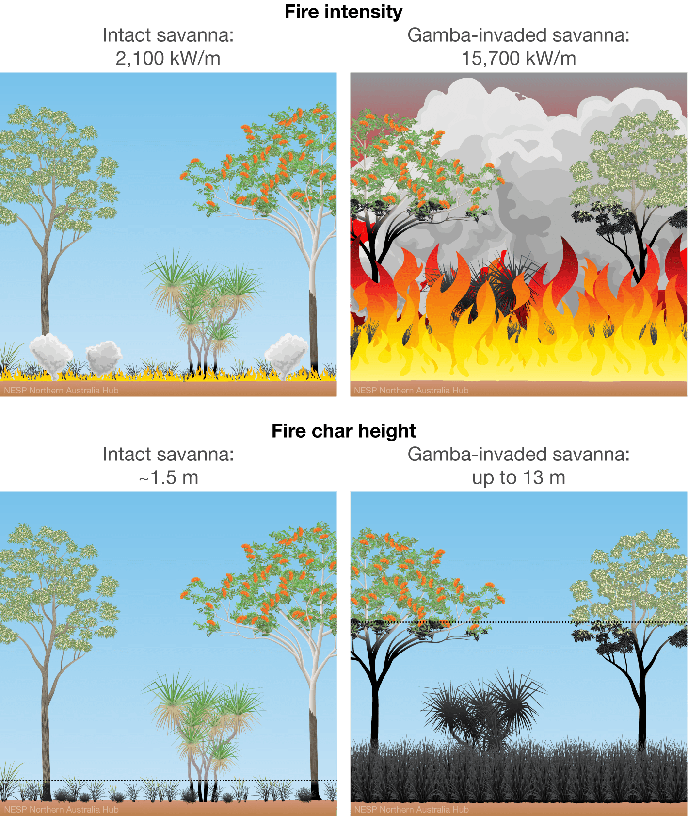 Graphic showing how gamba-invaded savannas have greater fire intensities and char height than intact native savanna ecosystems.