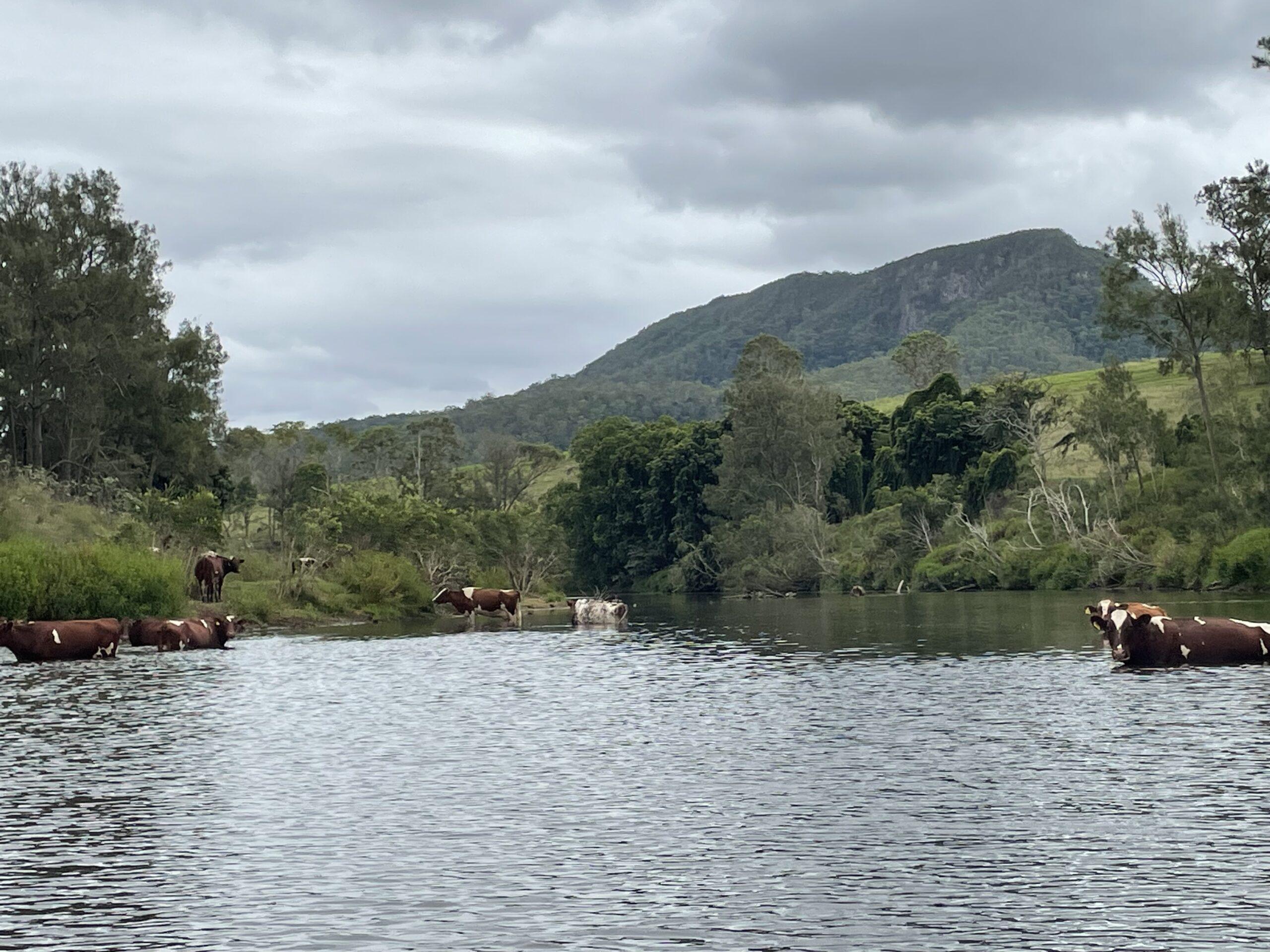 Cattle in the Mary River. Photo: Mark Kennard