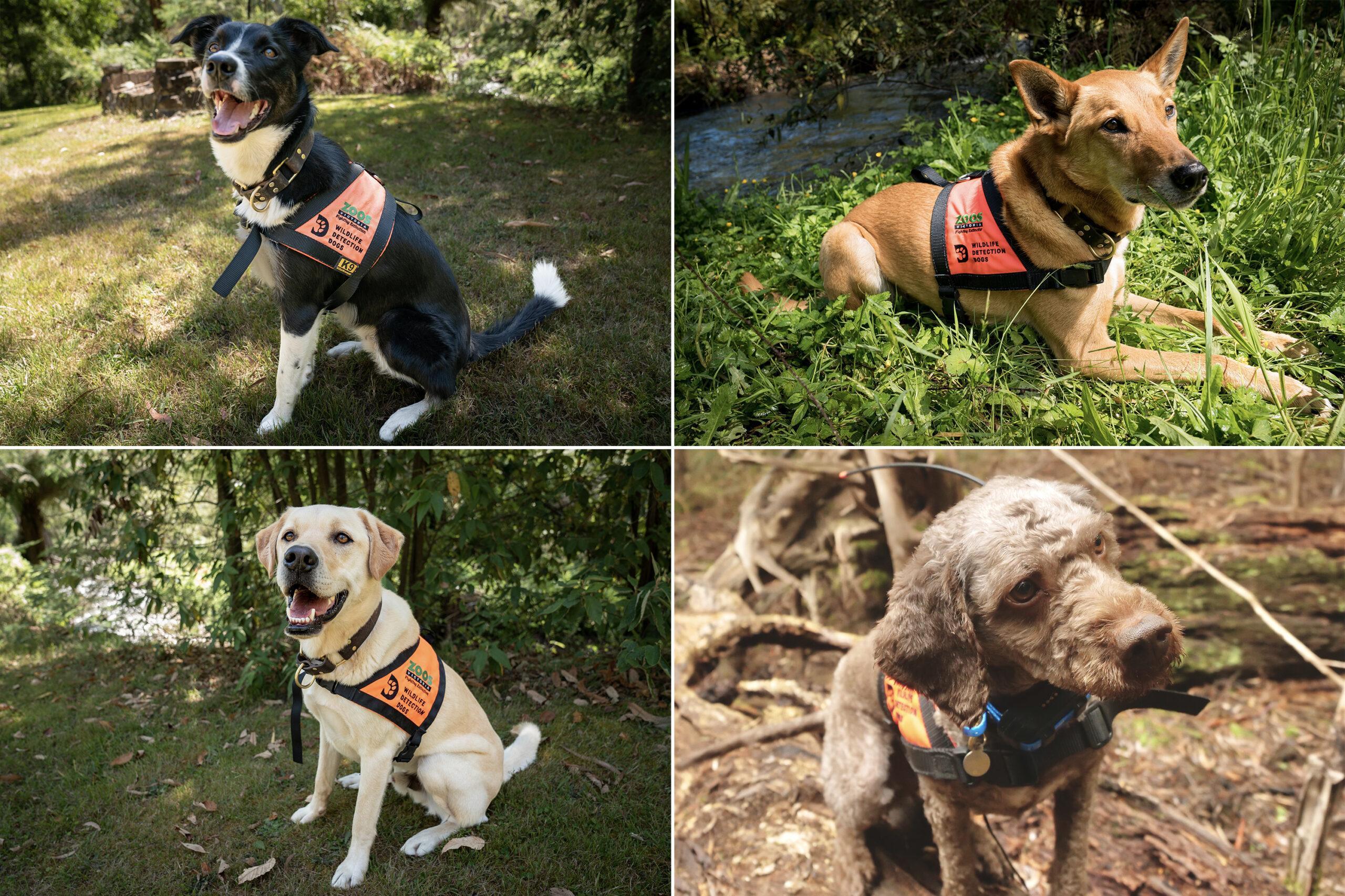 A panel showing 4 dogs all wearing vests identifying them as Zoos Victoria Wildlife Detection Dogs.