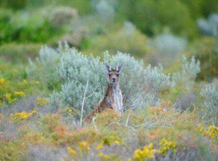 Western Grey Kangaroo, Cervantes, Western Australia, Australia.