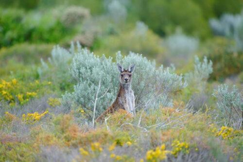 Western Grey Kangaroo, Cervantes, Western Australia, Australia.