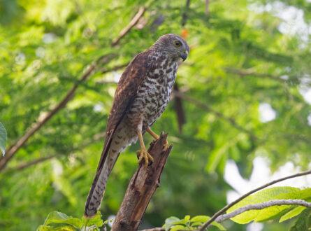 Juvenile Christmas Island goshawk looking down from a perch in a forest canopy.