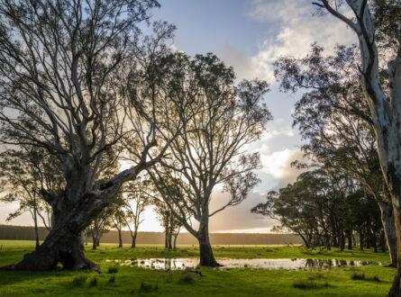 Lush fields and trees benefit from NRM Planning