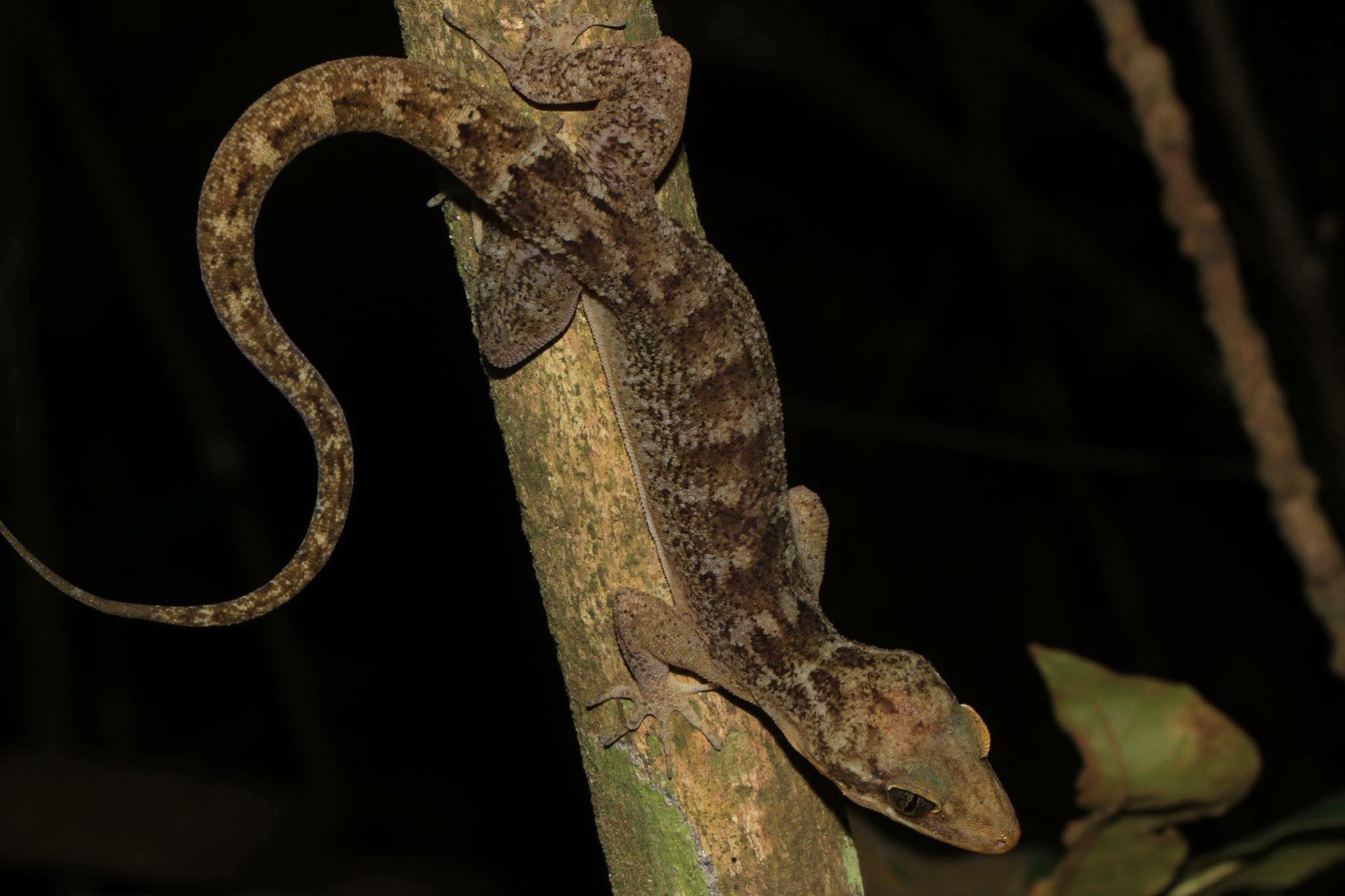 Christmas Island Giant Gecko with its head downward on an upright branch with its tail curling into the air.