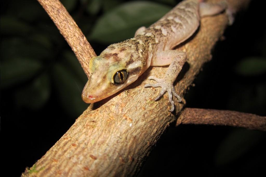 Christmas Island Giant Gecko on a pale branch with its toes spread out looking at the camera