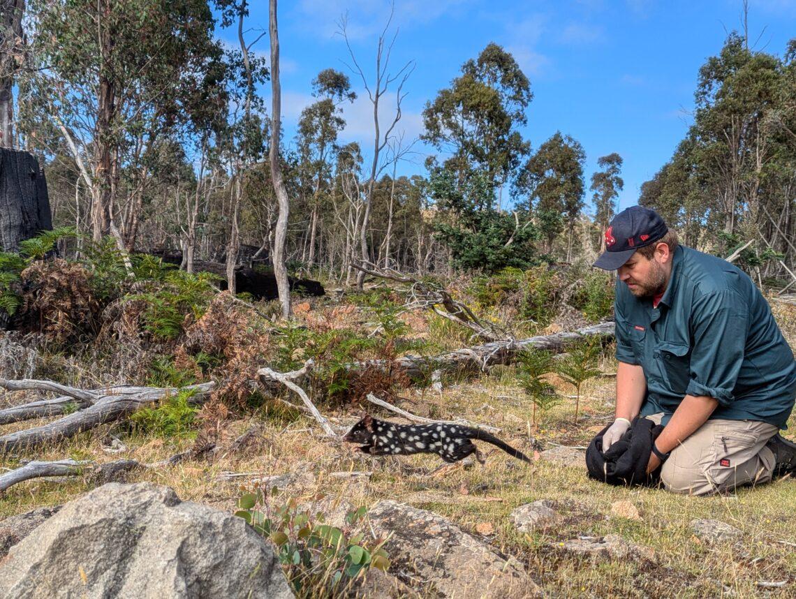 Conservation ecologist David Hamilton from the Tasmanian Land Conservancy microchips the released quolls to help with further tracking. (Photo: Cath Dickson)