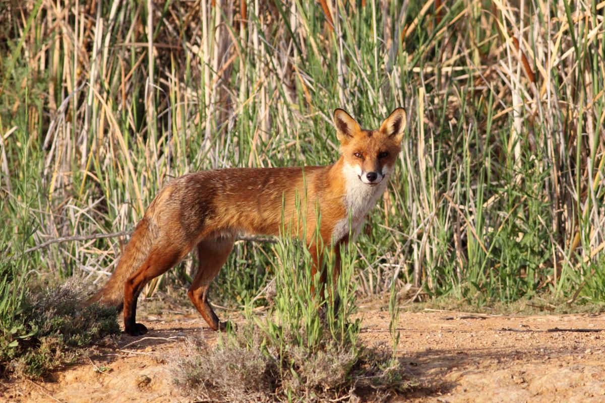 European_red_fox_(Vulpes_vulpes). Photo Harley Kingston CC BY 2.0.