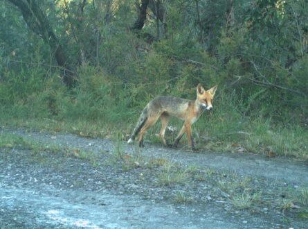 Fox in Booderee National Park. Photo Parks Australia