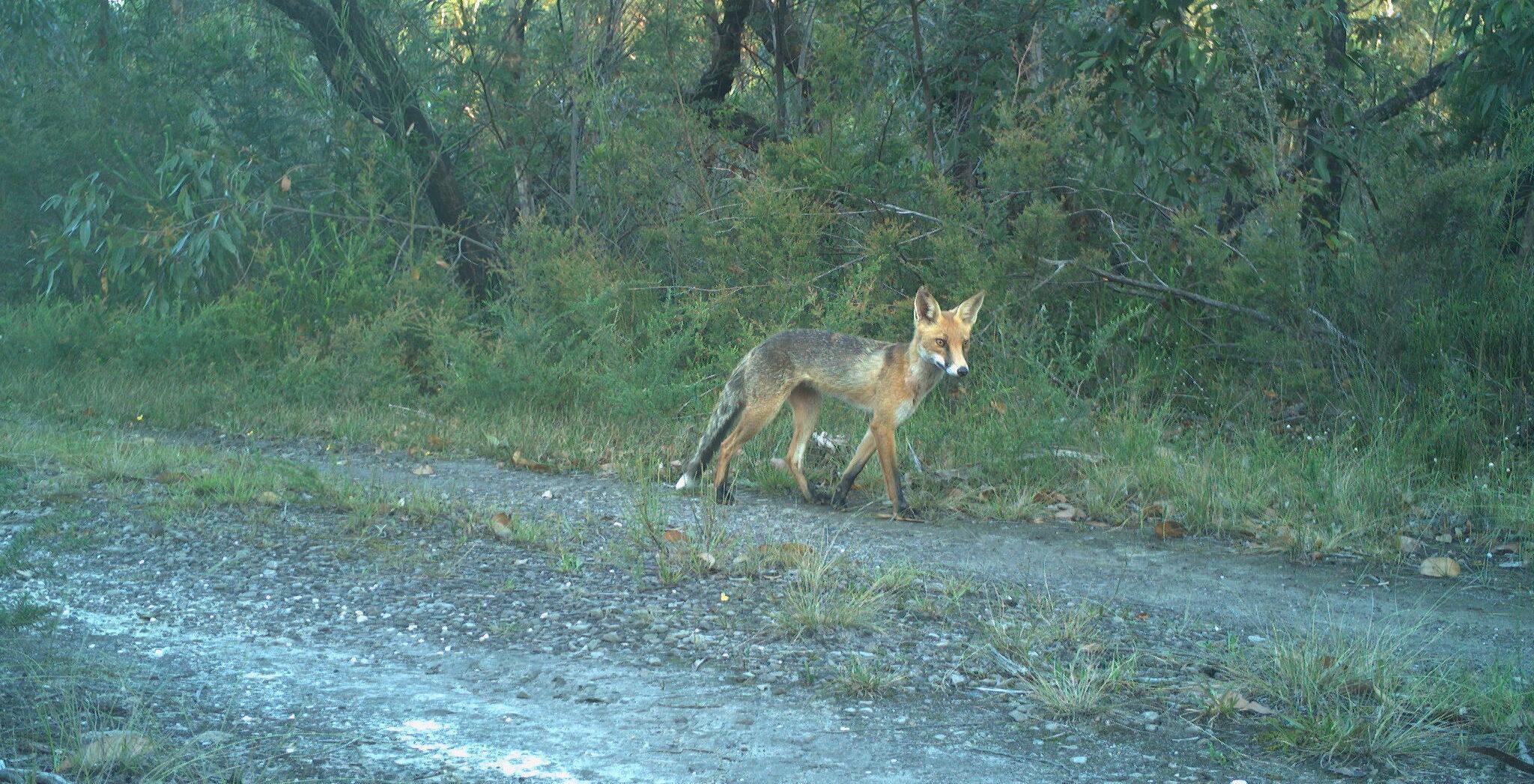 Fox in Booderee National Park. Photo Parks Australia