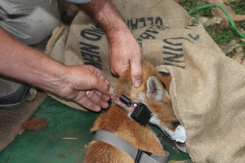 Fox collar