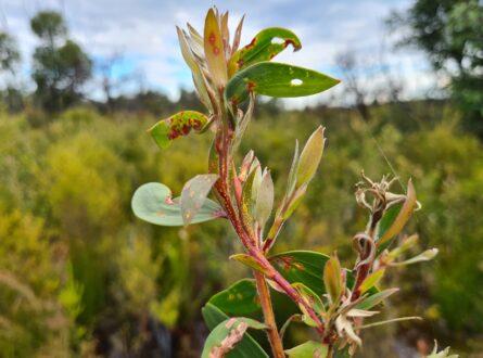 Melaleuca quinquenervia with myrtle rust. Photo Geoff Pegg.