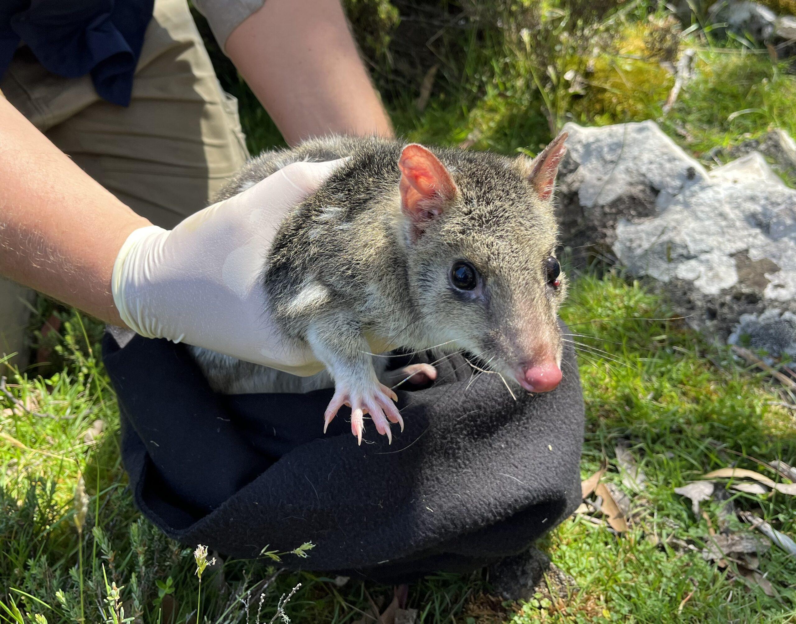 Captive bred eastern quoll alive after 2 years in wild. Photo: Aimee Bliss.