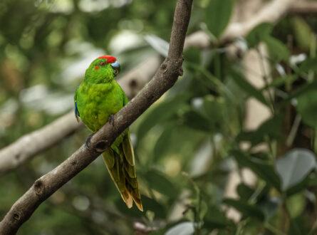 Norfolk Island green parrot perched on a branch in forest canopy.
