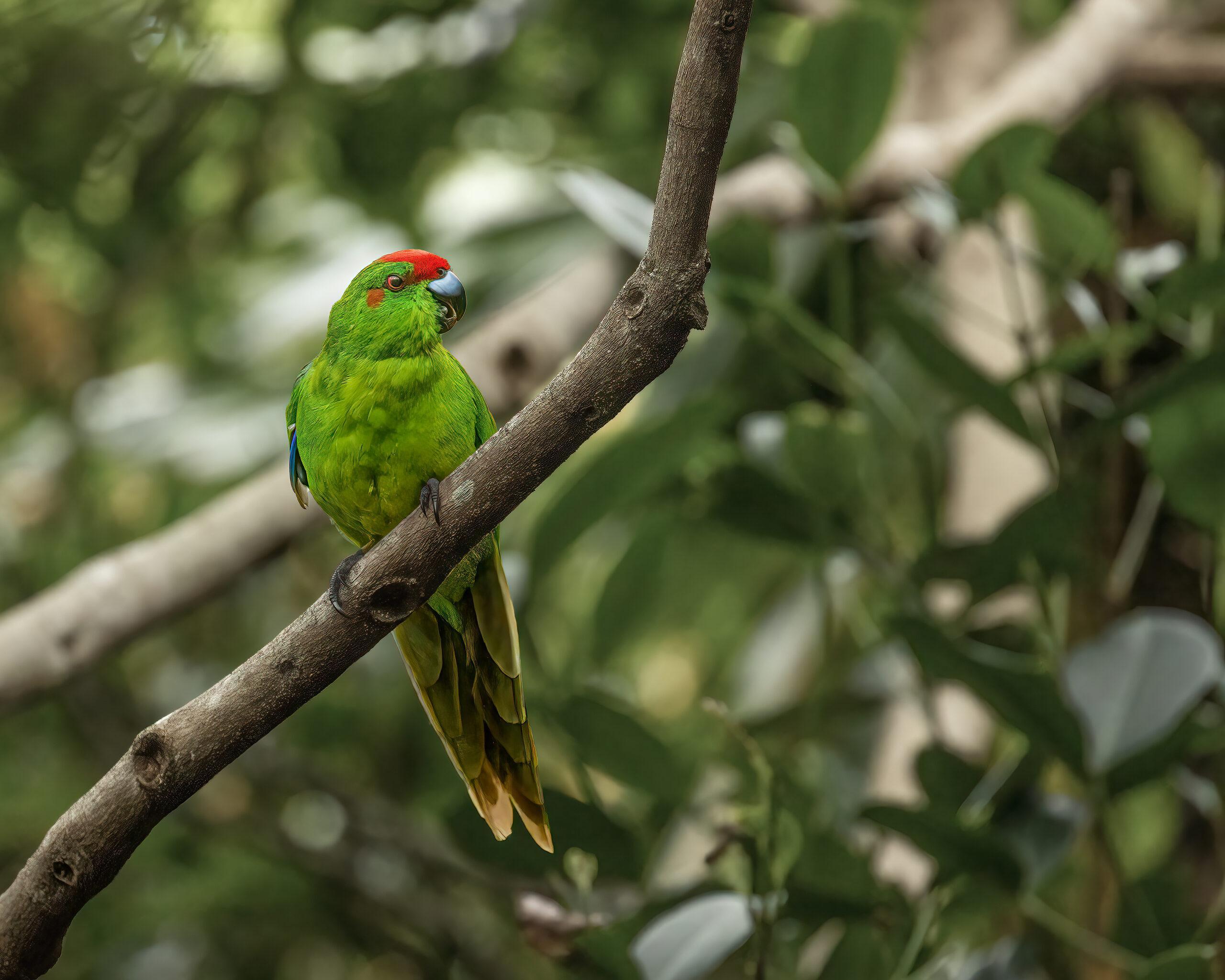 Norfolk Island green parrot perched on a branch in forest canopy.