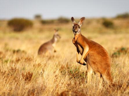 Red kangaroo on a dry grassy plain looking up at the camera.