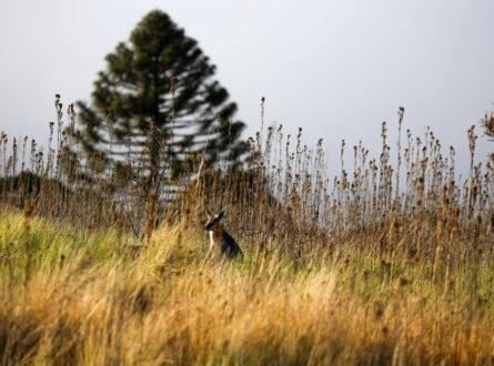 Bunya mountains grassy bald that has recently been burnt with a red necked wallaby and a Bunya tree. Photo Richard Unwin