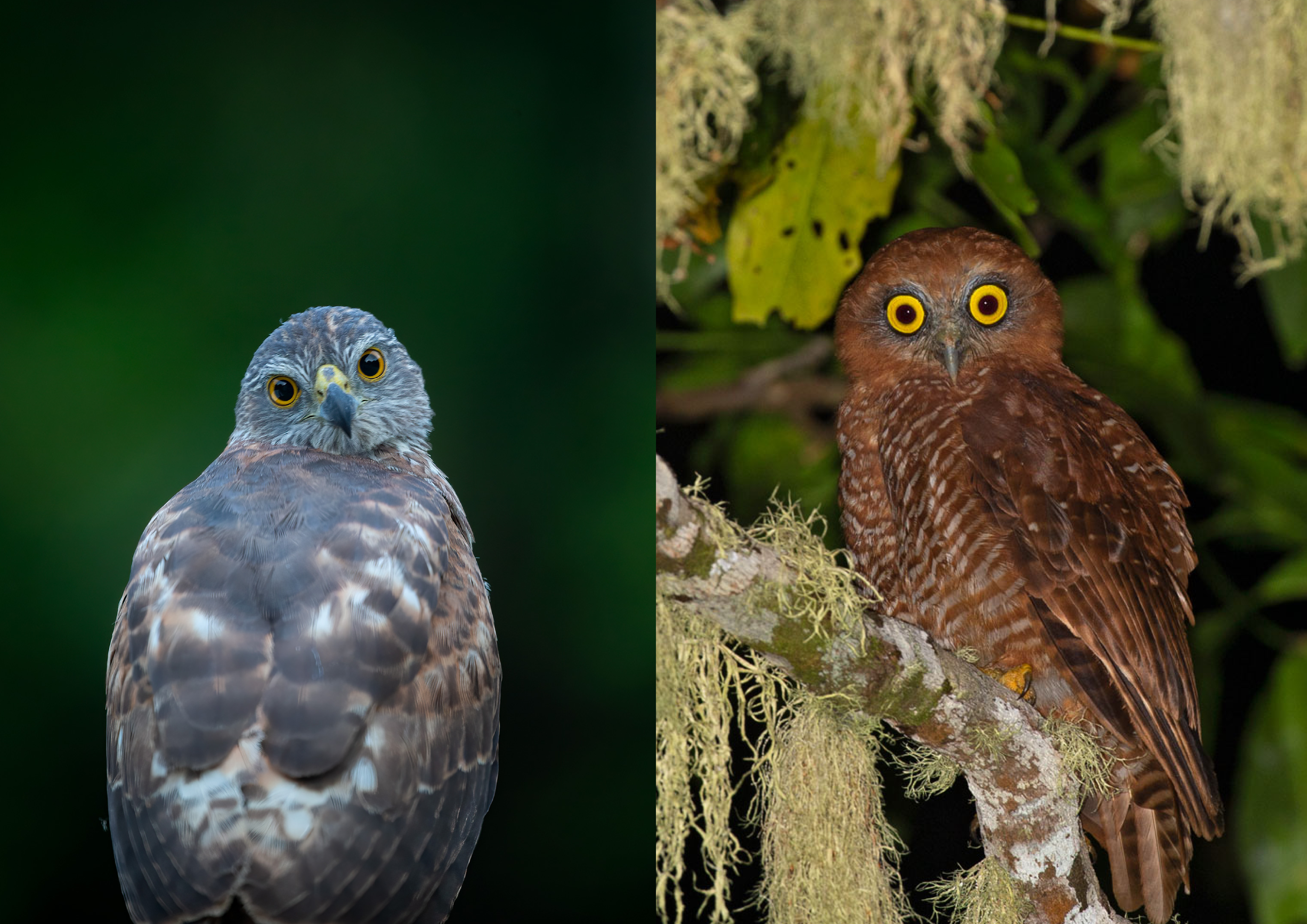 left Christmas Island goshawk, right Christmas Island hawk owl. Both with their heads swivelled to look at the camera. Photo Rohan Clarke. png