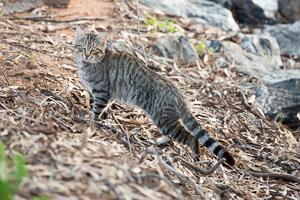 Feral cat on the banks of Menindee lakes, NSW. Photo: AdobeStock.
