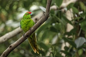 Norfolk Island green parrot. Photo: Paul W Kerr/AdobeStock.