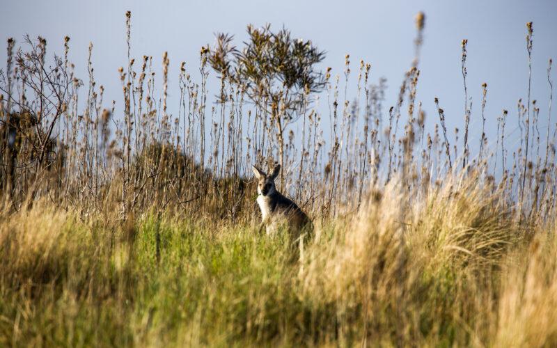 Red-necked wallaby in a Bunya Mountains grassy bald. Photo: Richard Unwin