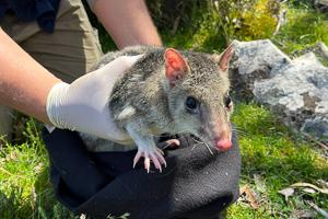 Neville, a captive bred eastern quoll alive after 2 years in the wild. Photo: Aimee Bliss