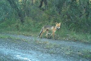 Fox in Booderee National Park. Photo: Parks Australia.