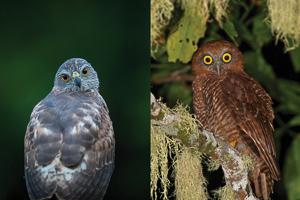 Christmas Island goshawk (left) and Christmas Island hawk owl (right). Photo: Rohan Clarke.