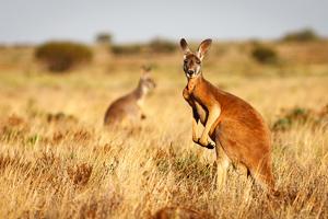 Red Kangaroo, Flinders Ranges National Park, South Australia. Photo: Luke AdobeStock.