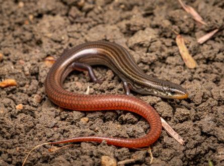 A closeup photo of a brown-coloured skink with a red tail, photographed on bare earth.