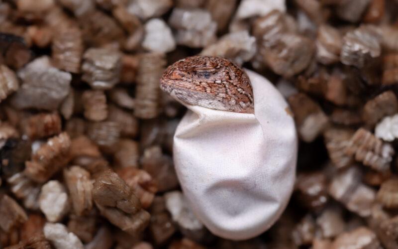 A small orange and brown lizard is being born - its head pokes out of its white egg case.