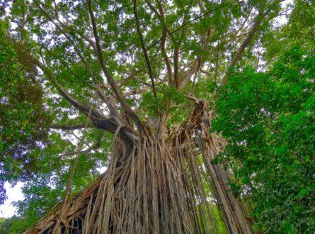 Threatened species and priority places. Curtain Fig Tree, Yungaburra, Atherton Tablelends, Far North Queensland. Photo: Geoff Whalan CC BY-NC-ND 2.0.