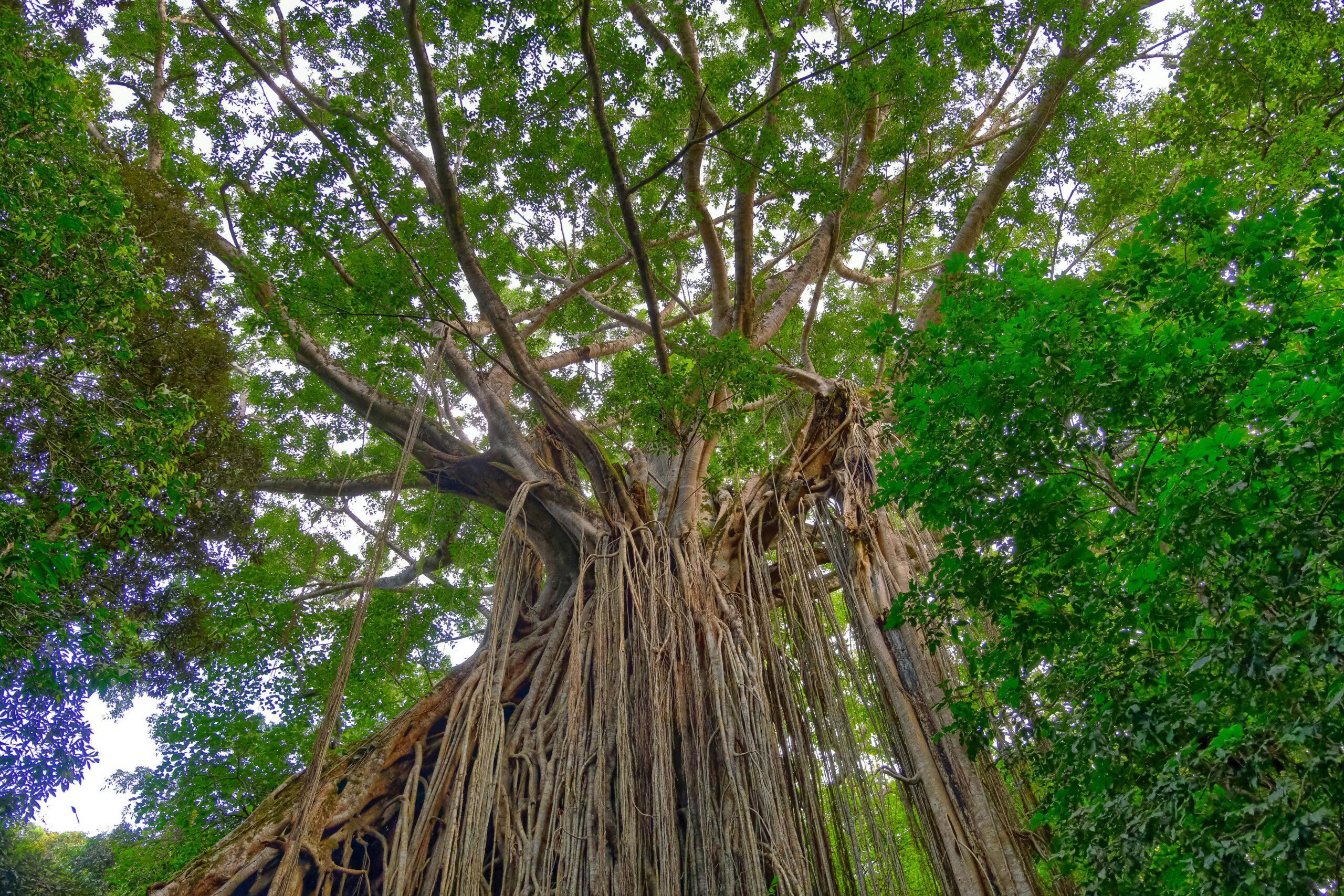 Threatened species and priority places. Curtain Fig Tree, Yungaburra, Atherton Tablelends, Far North Queensland. Photo: Geoff Whalan CC BY-NC-ND 2.0. 