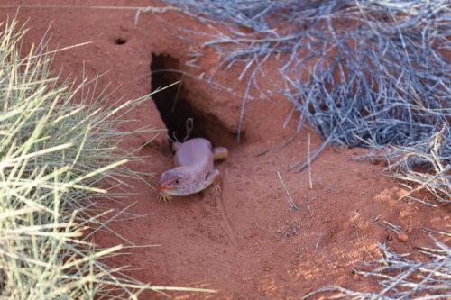 A large orange coloured skink pokes its head out of a burrow in the desert.