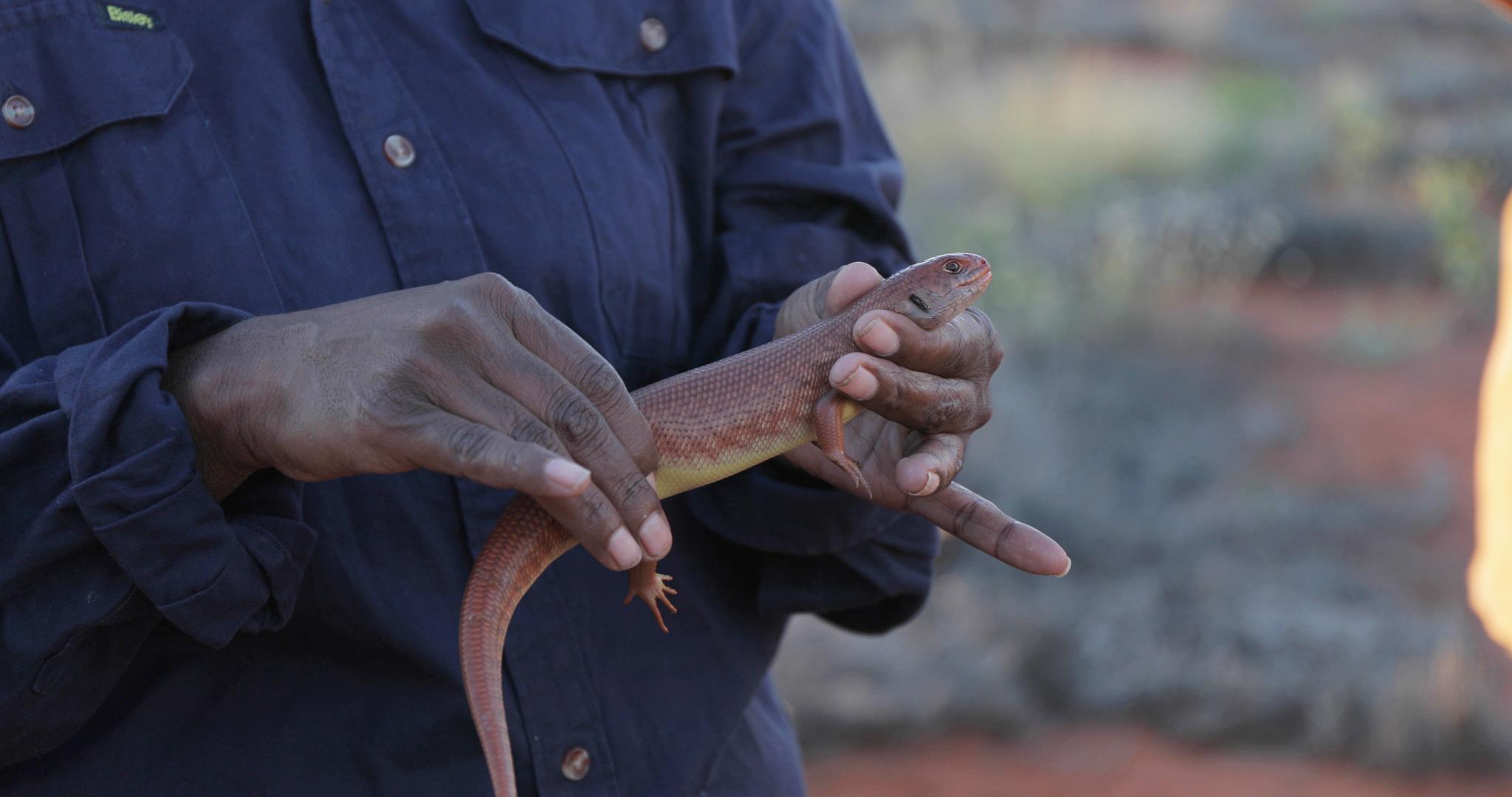 Close up of hands holding a large orange-coloured skink