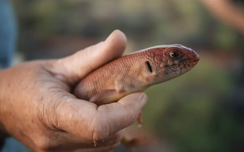 Hands holding a large, orange skink.