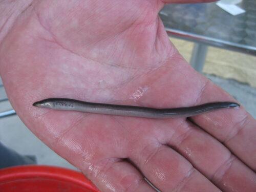 A small eel-like fish on someone's hand