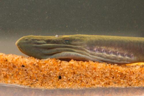 A close-up of the head of light brown to grey fish, in a tank, resting of yellow sand.