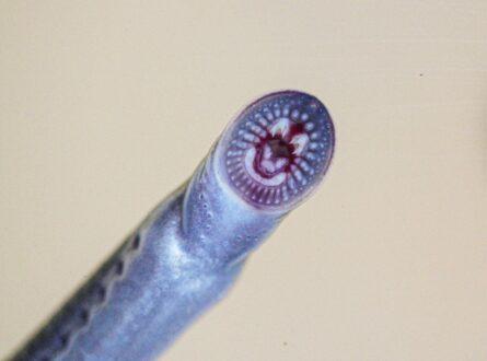 A close up photo of the mouth and rows of teeth of a juvenile Australian brook lamprey fish.