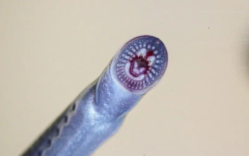 A close up photo of the mouth and rows of teeth of a juvenile Australian brook lamprey fish.