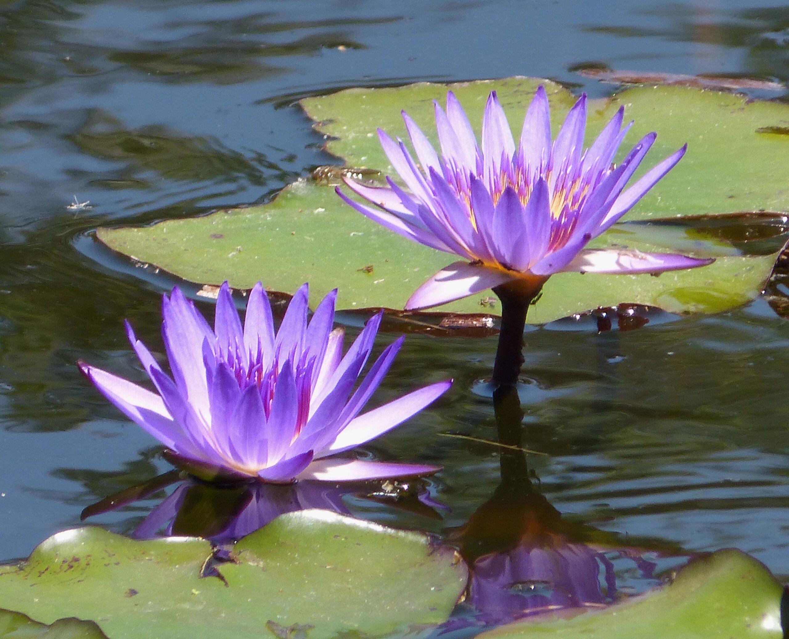 Water Lily (Nymphaea violacea) stems are a common bush-tucker in Kakadu. Photo: gailhampshire CC-BY 2.0 
