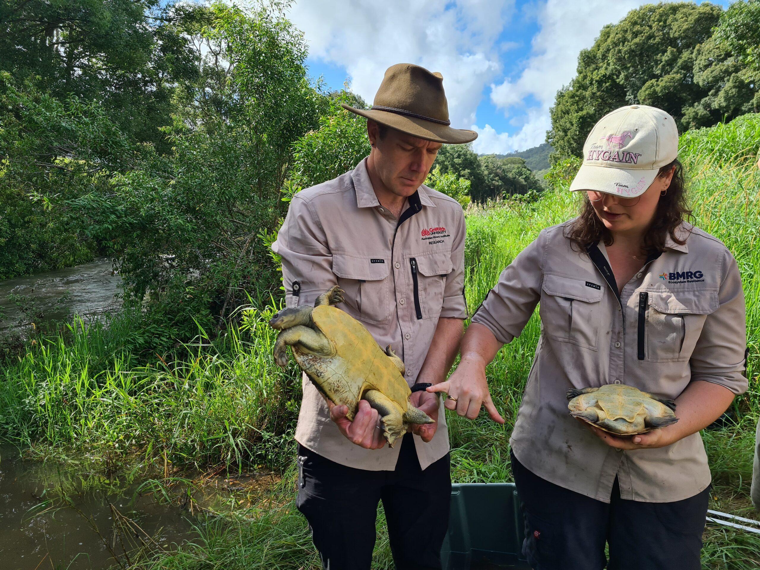 Dr Luke Carpenter-Bundhoo (left; GU/NESP) and Dr Sydney Collett (Right; Burnett Mary Regional Group) inspecting an adult female Mary River turtle. Image: Kaitlyn Houghton (DESI)