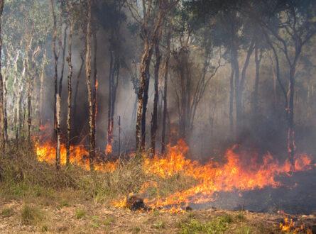 Wet-season burning helps to manage Bushfire in the outback of Kakadu National Park, Northern Territory, Australia. Photo Uwe AdobeStock