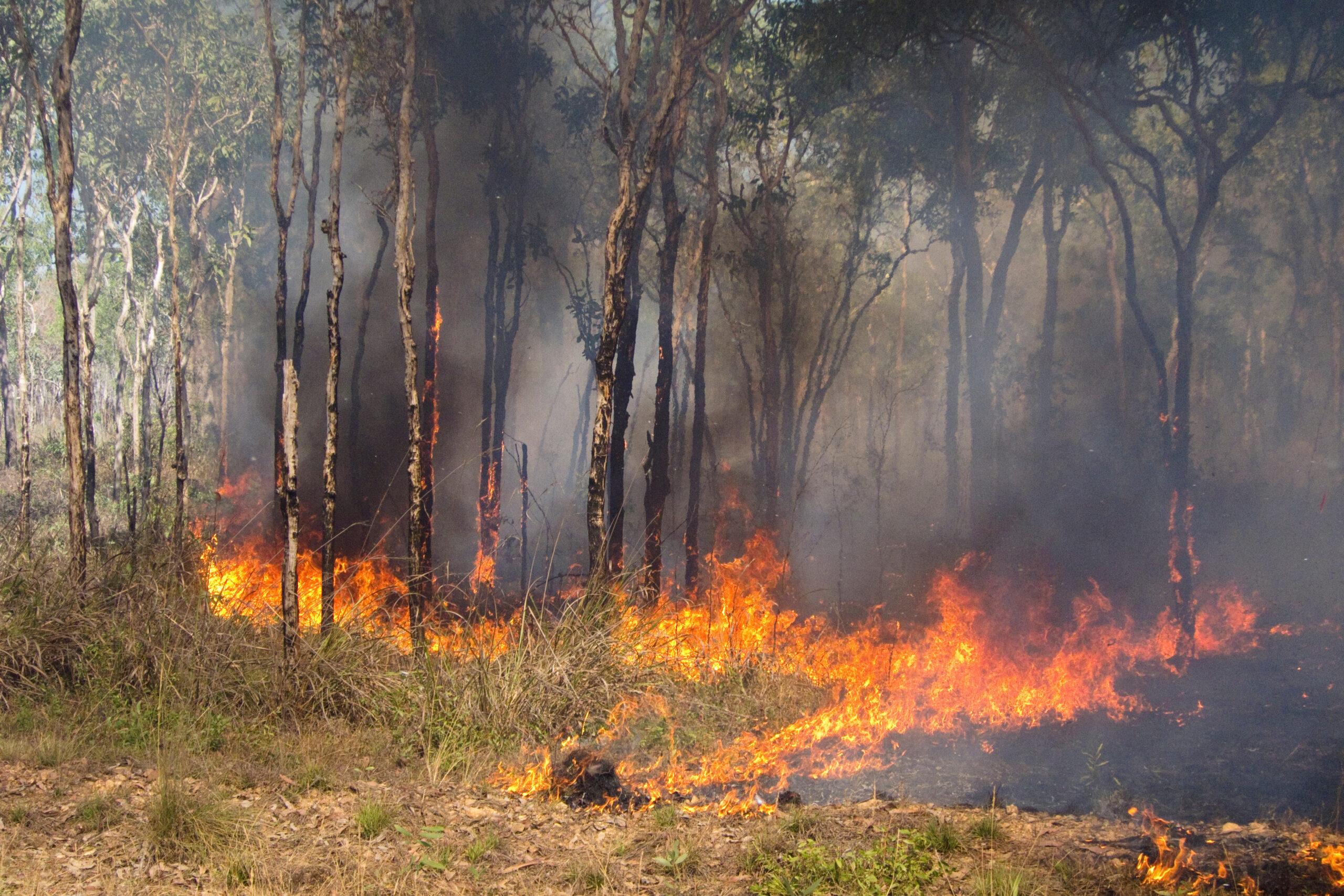Bushfire in the outback of Kakadu National Park, Northern Territory, Australia. Photo Uwe AdobeStock