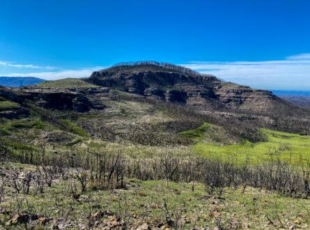 Mount Hay, Blue Mountains four months after the 2019-2020 fires. Eli bendall