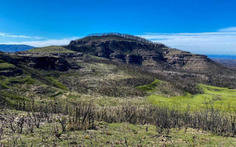 Mount Hay, Blue Mountains four months after the 2019-2020 fires. Eli bendall